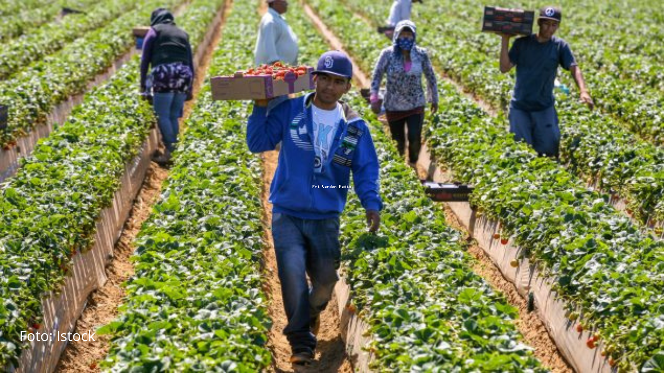 Canada: Vikarprogrammet vil reformeres